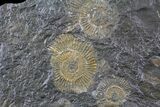 Dactylioceras Ammonite Cluster - Posidonia Shale #23179-2